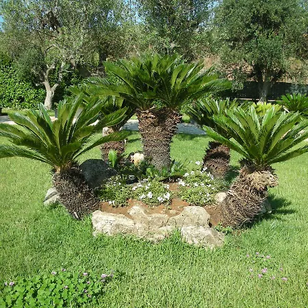 Ferrocino غالاتوني